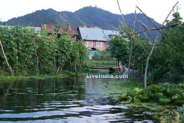 Kashmir