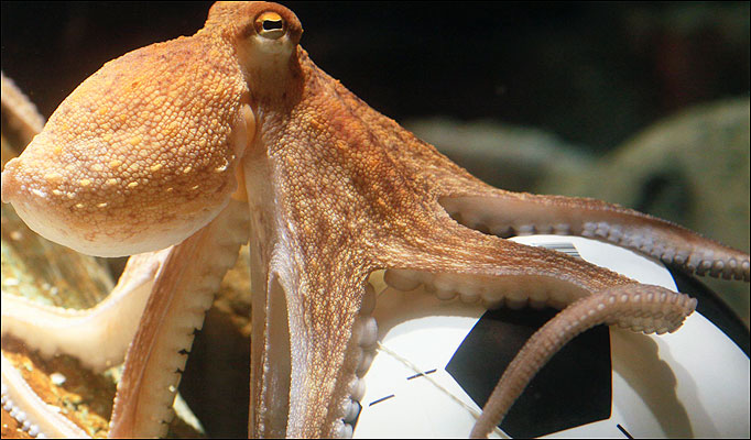 Paul Octopus Dead