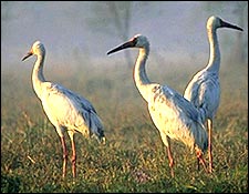 Bharatpur