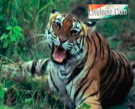 Ranthambore National Park Live