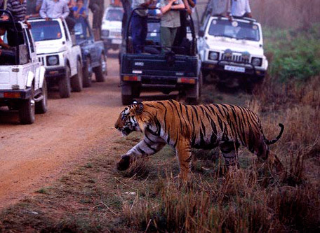 Ranthambhore Safari Tours
