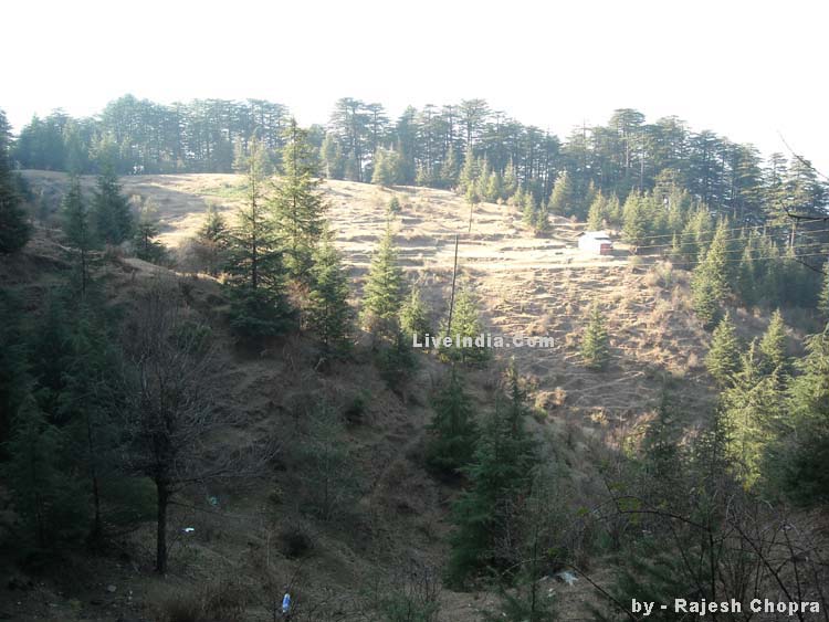Lovers' Hill - Chail - Hill Station
