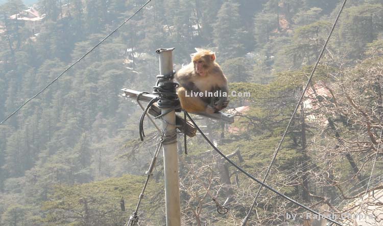Shimla Sight Seens