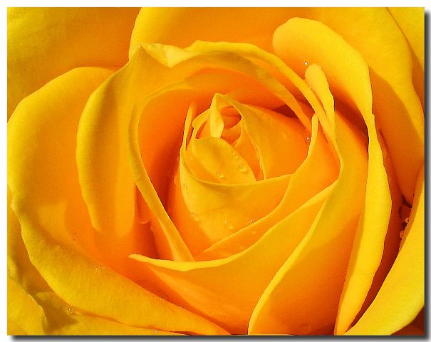 yellow rose flowers images. Valentine Flowers